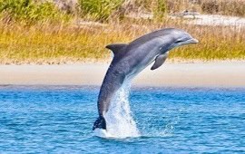 Nights of Lights Sunset Eco Boat Tour