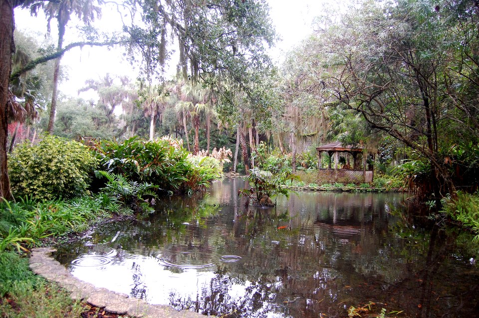 Image contains the a small pond surrounded with trees, brush, plants, and flowers.