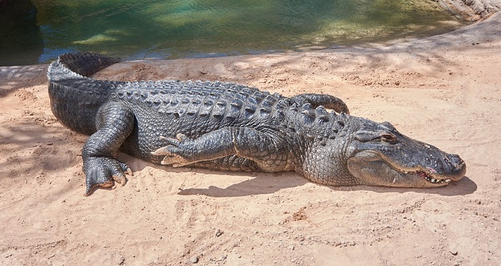 an alligator laying in the sand in the sun