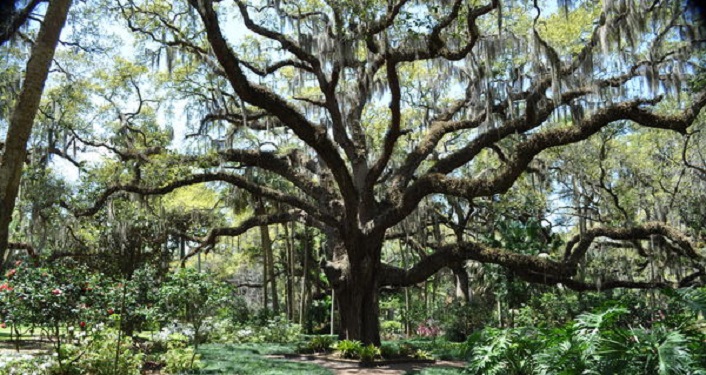 image of live oak for National Public Lands Day at Washington Oaks!