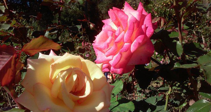 image of blooming yellow rose next to bright pink one seen during First Friday Garden Walk
