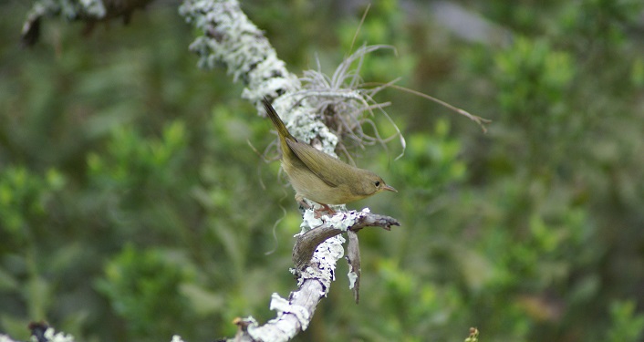 Image of a Common Yellowthroat on a tree limb seen on a Fort Mose Guided Bird Walk