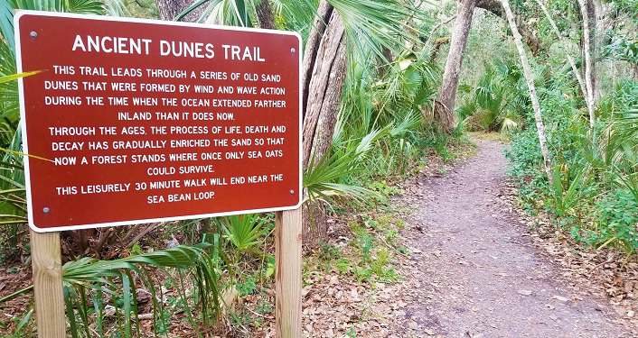 image of sign entitled Ancient Dunes Trail placed at beginning of trail in Anastasia State Park. Sign is maroon red with white lettering.