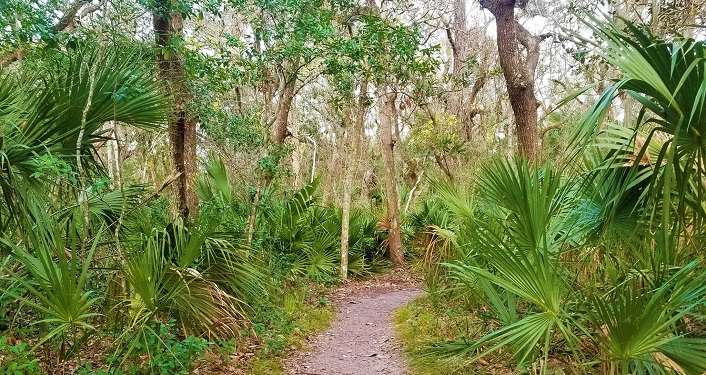 iamge of trail and trees, shrubbery seen during First Day Hike at Anastasia State Park