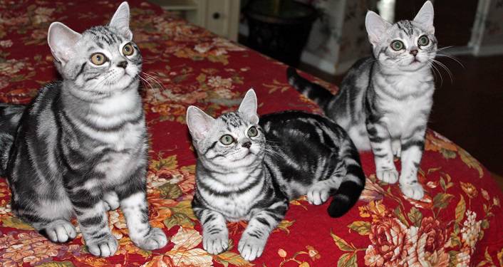 image of 3 grey & black tiger-striped cats