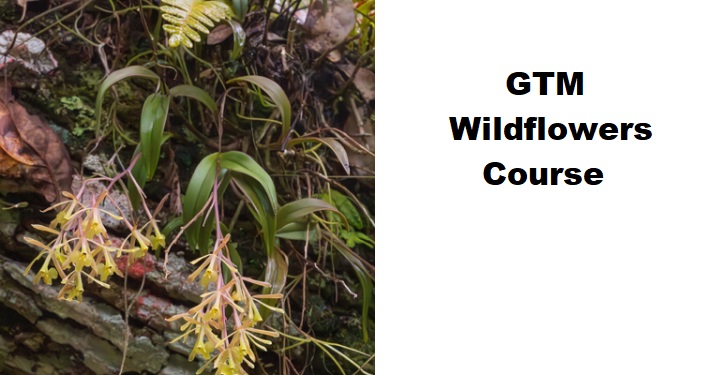 GTM Wildflowers Course