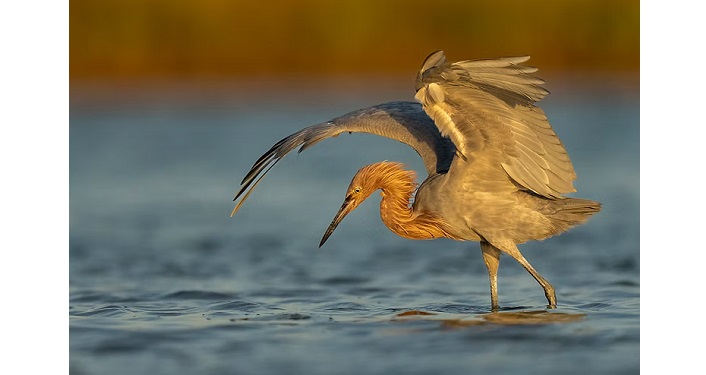 Florida's Birding & Photo Fest 2025