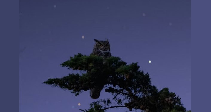 Whooo's Out Tonight? Hike