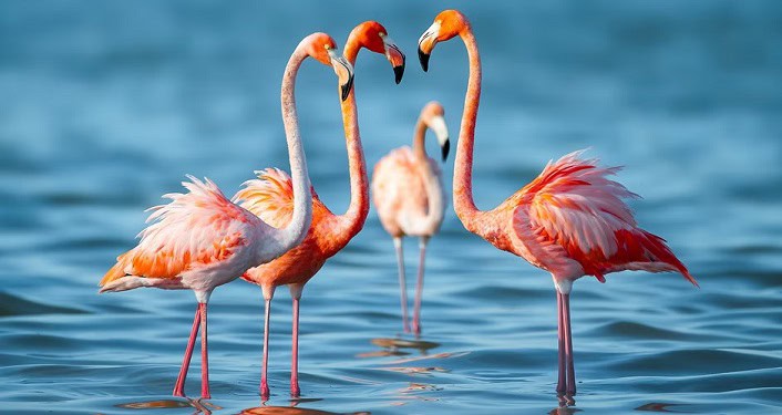 Florida's Birding & Photo Fest 2026