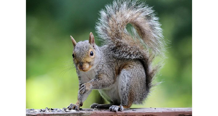 Homeschoolers Animals and Art Program