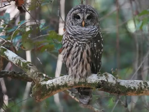 Grey and tan Barred-Owl sitting on a tree branch