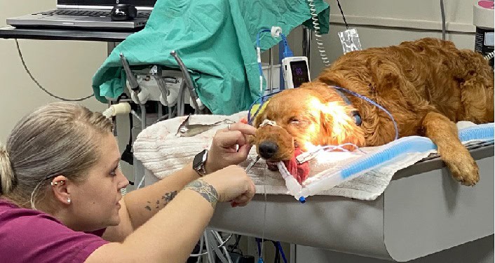 Share the Love Auction