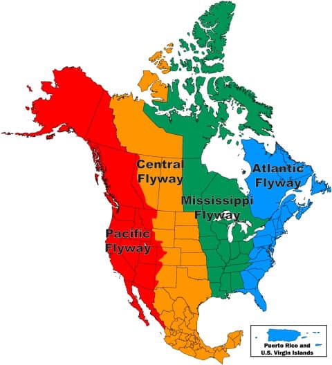 A color coordinated map of North America, illustrating the four flyways that split the continent from North to South. 