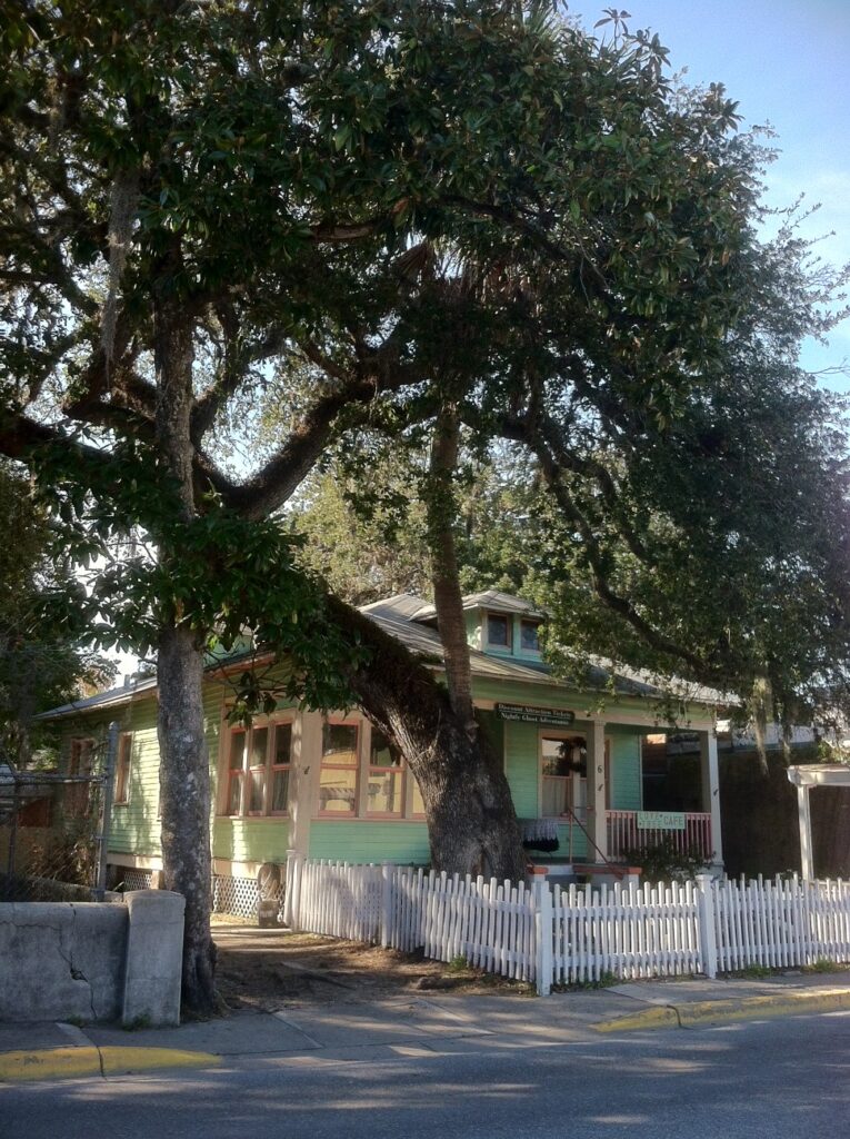 Image of The Love Tree on Cordova Street: a palm tree growing from the loving embrace of a live oak.